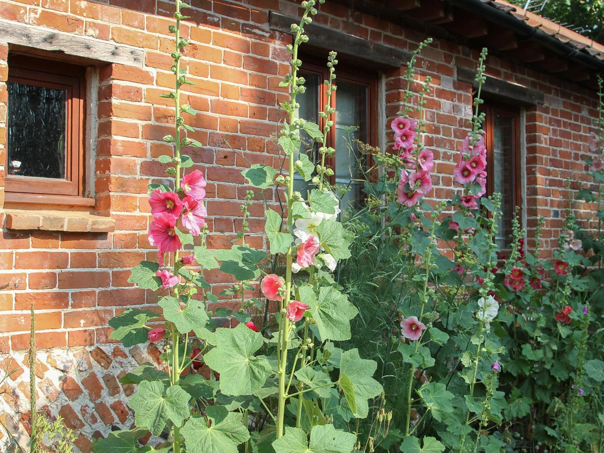 Elm Tree Barn Felmingham Exterior foto